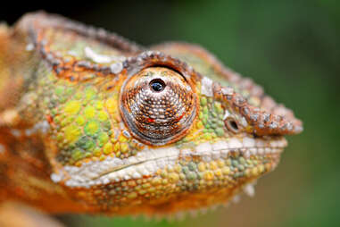 chameleon