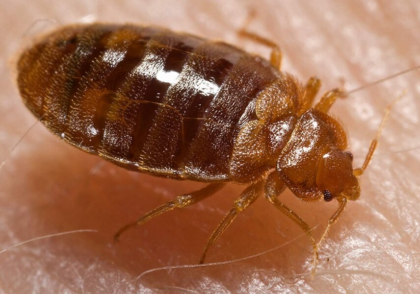 worst-cities-for-bedbugs-chicago-tops-orkin-s-list-of-the-worst-us