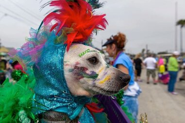 Things To Do in Houston in February - Thrillist