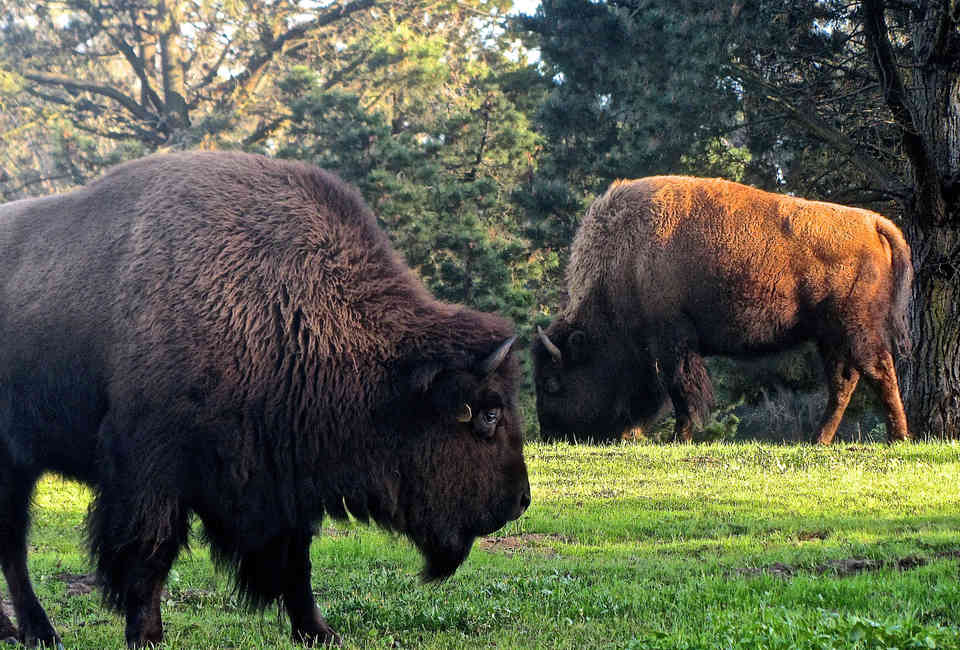 Things You Didn T Know About Golden Gate Park Sf Thrillist