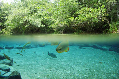 Rio da Prata, Brazil clear waters