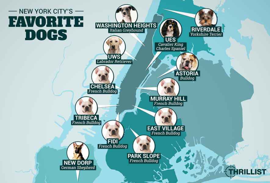 20 Most Popular Dog Breeds in New Jersey (With Pictures)