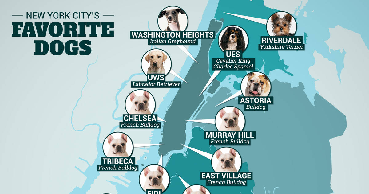 The Top Trending Name For A Dog In New York City 2019 - Cesar's Way