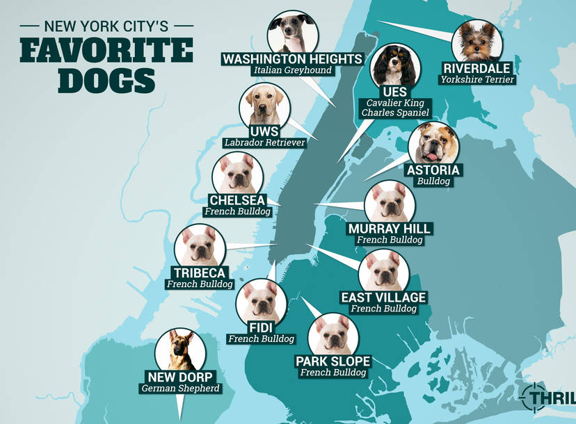 Here&#39;s A Map Showing NYC&#39;s Most Popular Dog Breeds By Neighborhood -  Thrillist