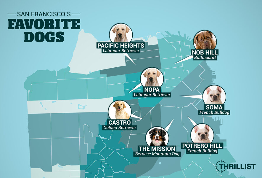 Sf Dog Here's A Map Showing SF's Most Popular Dog Breeds By Neighborhood ...