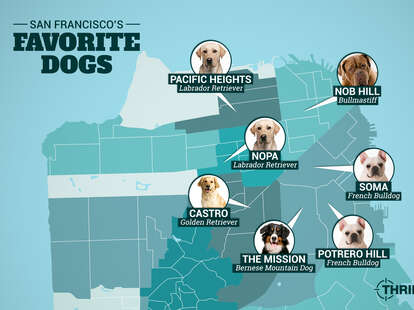 Here's A Map Showing SF's Most Popular Dog Breeds By Neighborhood