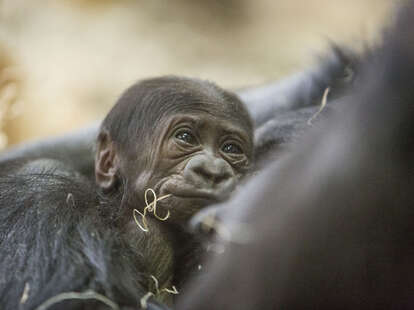 Newborn Gorilla At Lincoln Park Zoo Is Freaking Adorable - Thrillist