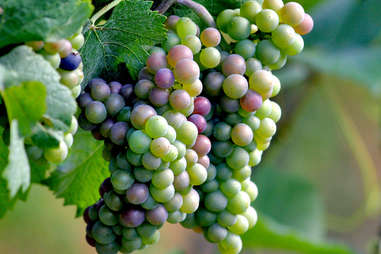 wine grapes