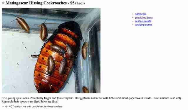 The 10 Most Wtf Things On Ny Craigslist Right Now