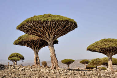 socotra yemen dragons blood tree