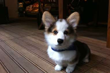 corgi puppy