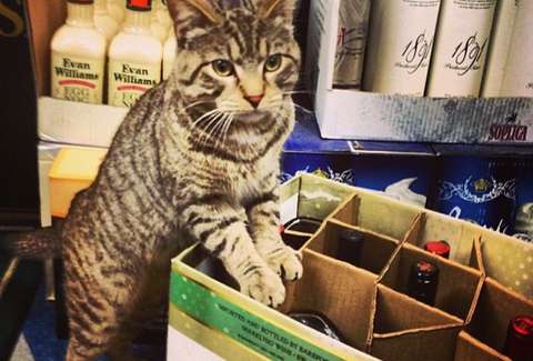 Distillery Cats Combine Booze and Cats - Thrillist