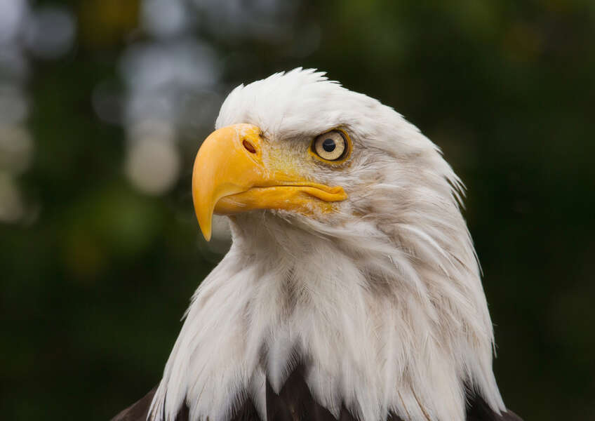 Bald Eagles Now Nesting, Laying Eggs In NYC For First Time In 100 Years ...