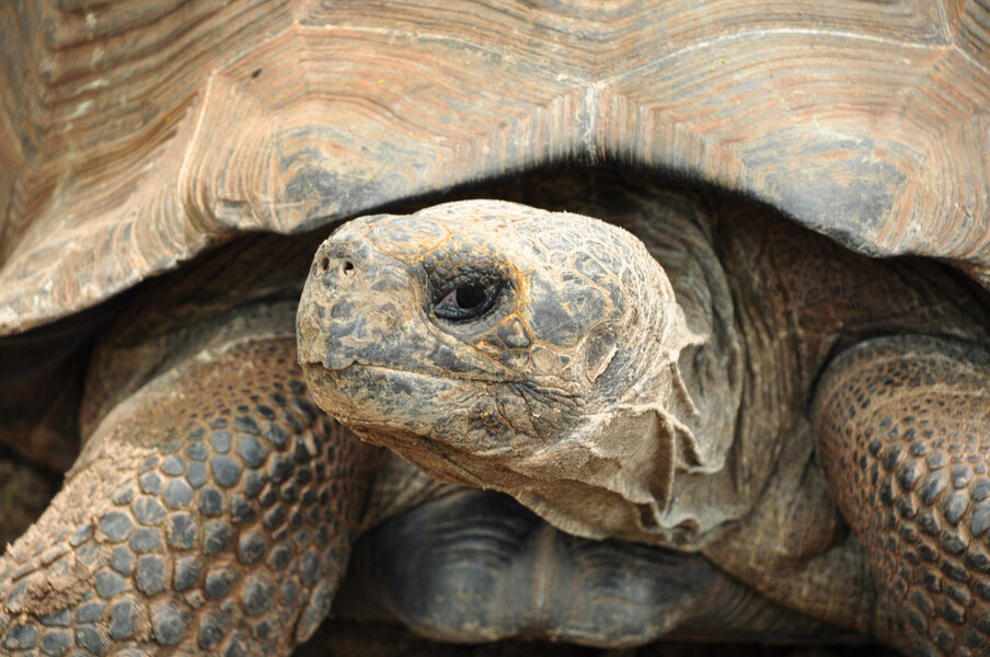 Guy Walks African Spurred Tortoise in Tokyo - Thrillist