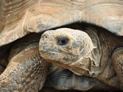 Guy Walks African Spurred Tortoise in Tokyo - Thrillist