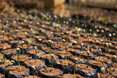 coffee plants