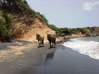 horses