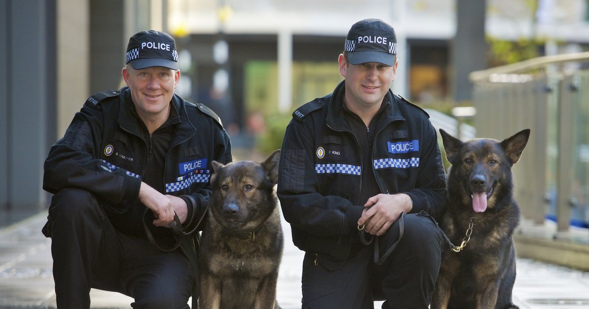 Drug Dogs And Marijuana Can Dogs Detect Edibles Thrillist