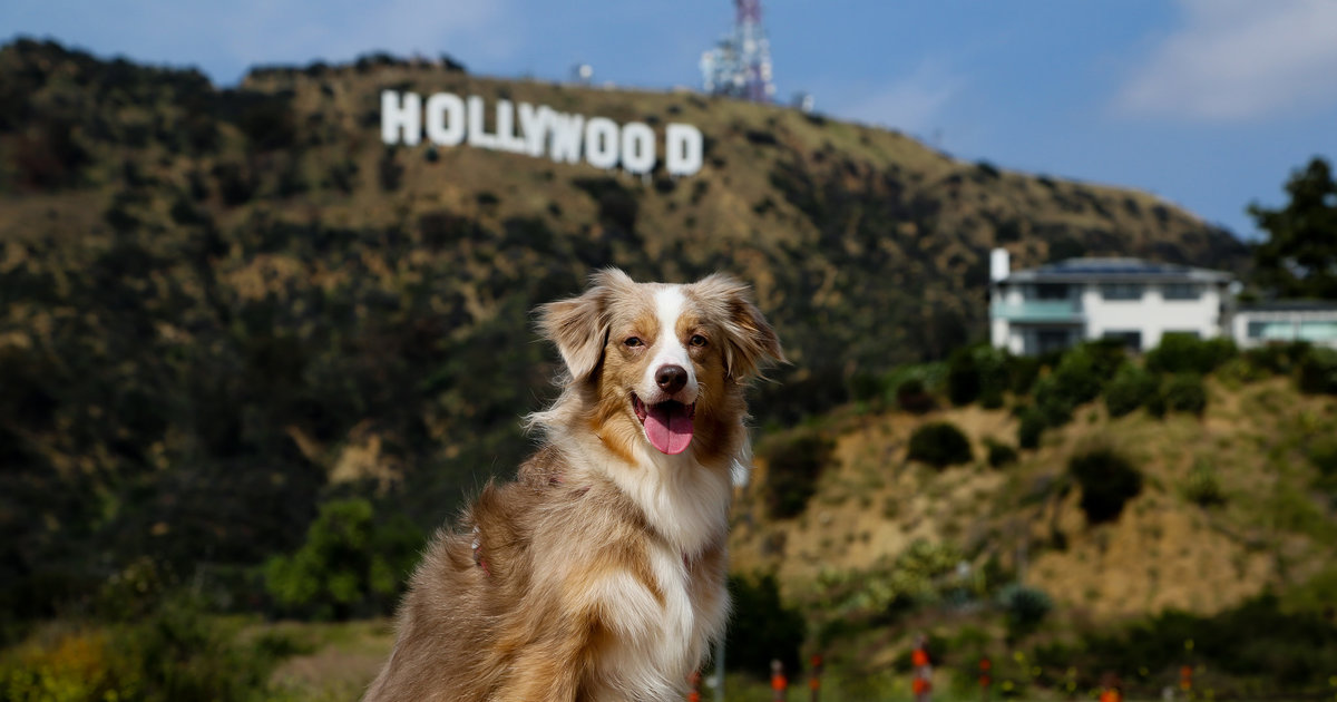 Best Dog Parks In LA Thrillist