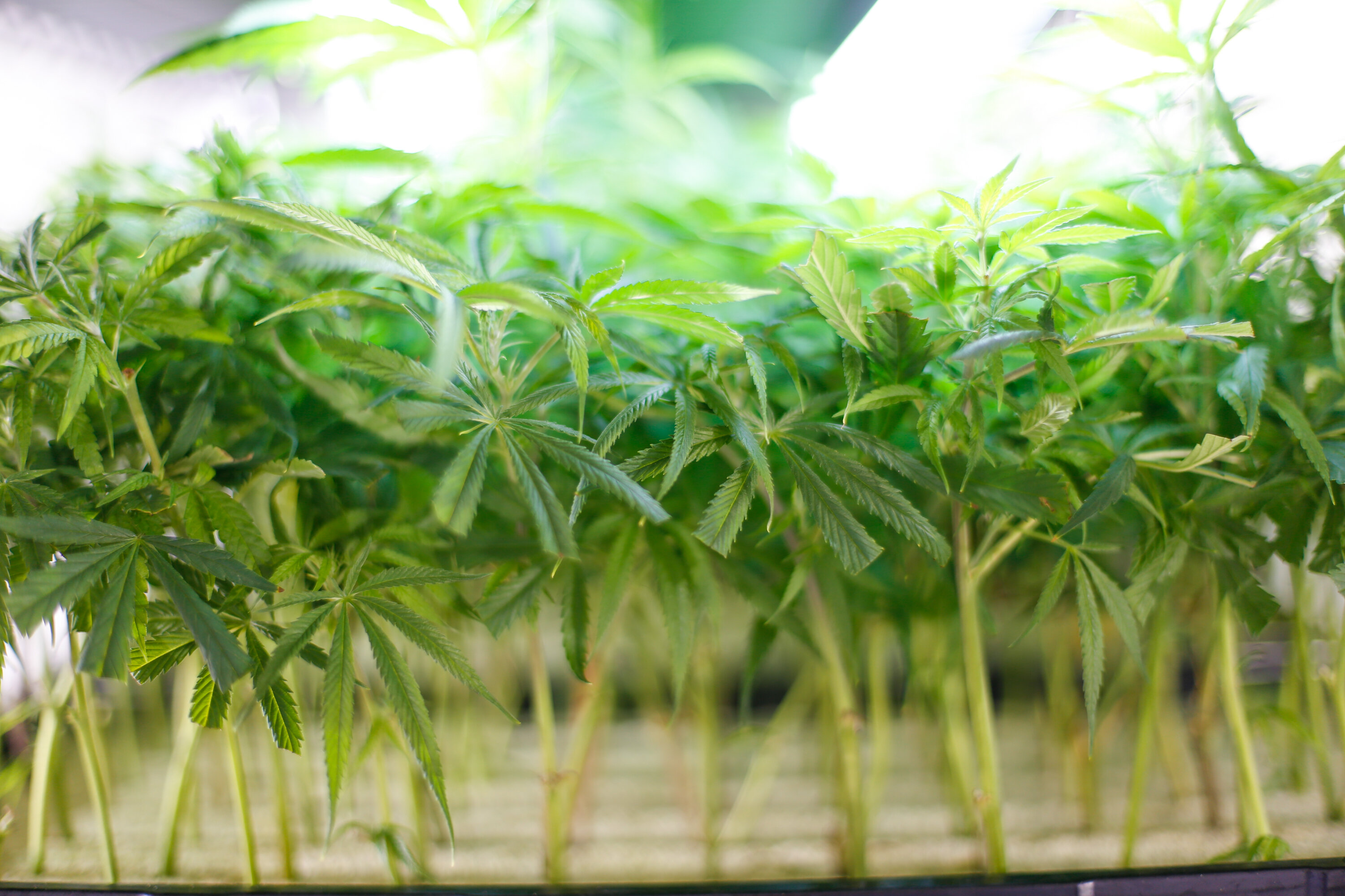 Can Airport Dogs Smell Edibles