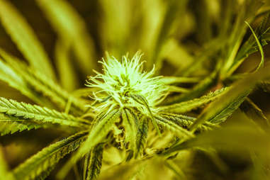 marijuana