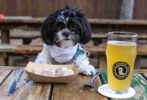 Drug Dogs And Marijuana - Can Dogs Detect Edibles - Thrillist