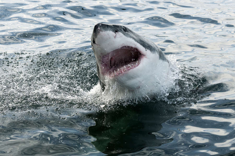 Shark Bites Man On Residents' Beach In Marco Island, FL - Thrillist