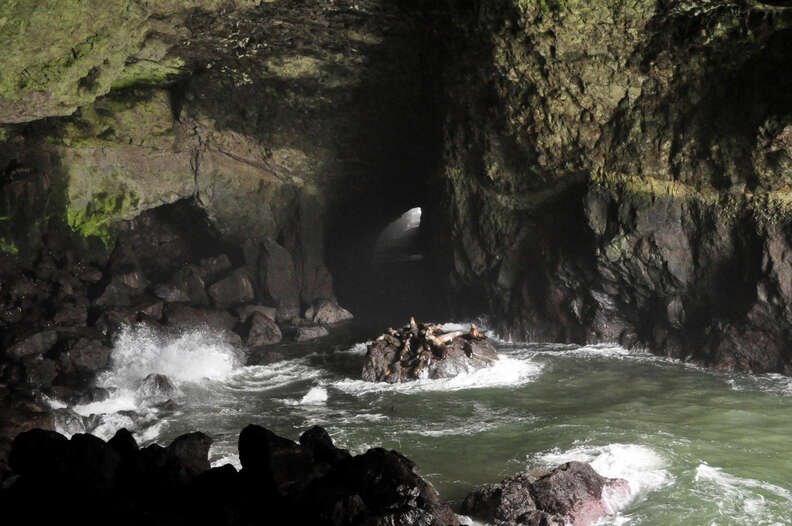 sea lion caves oregon