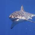 The Eastern Seaboard Is Freaking Out Over a Great White Shark 