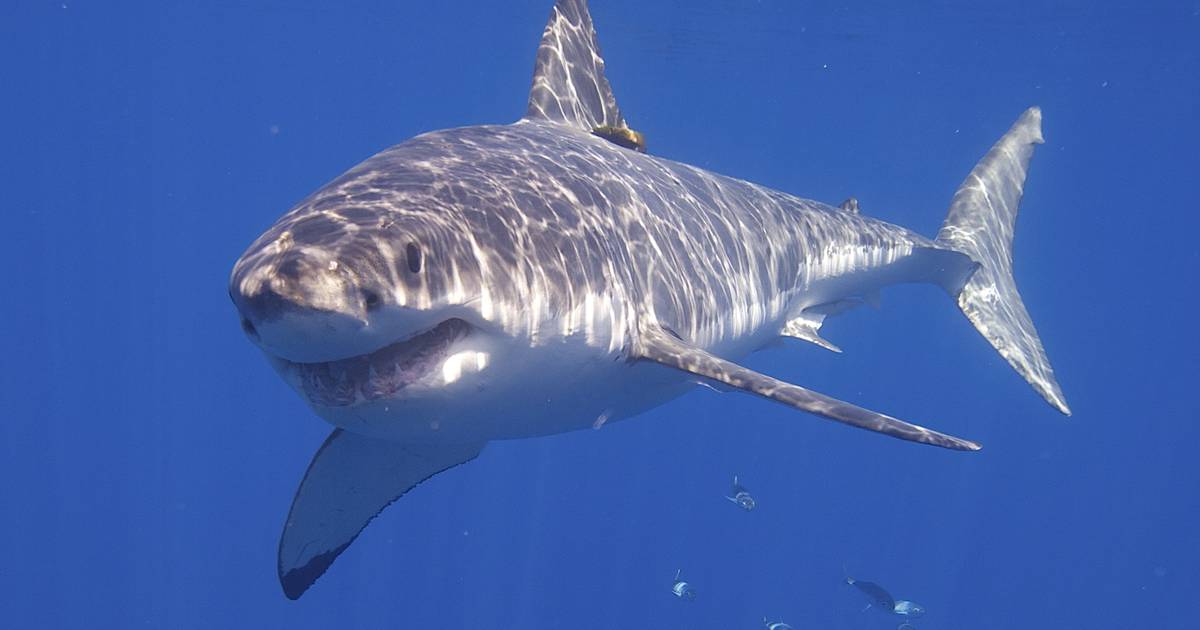 TRACK: Mary Lee the shark could be headed to the Jersey Shore for