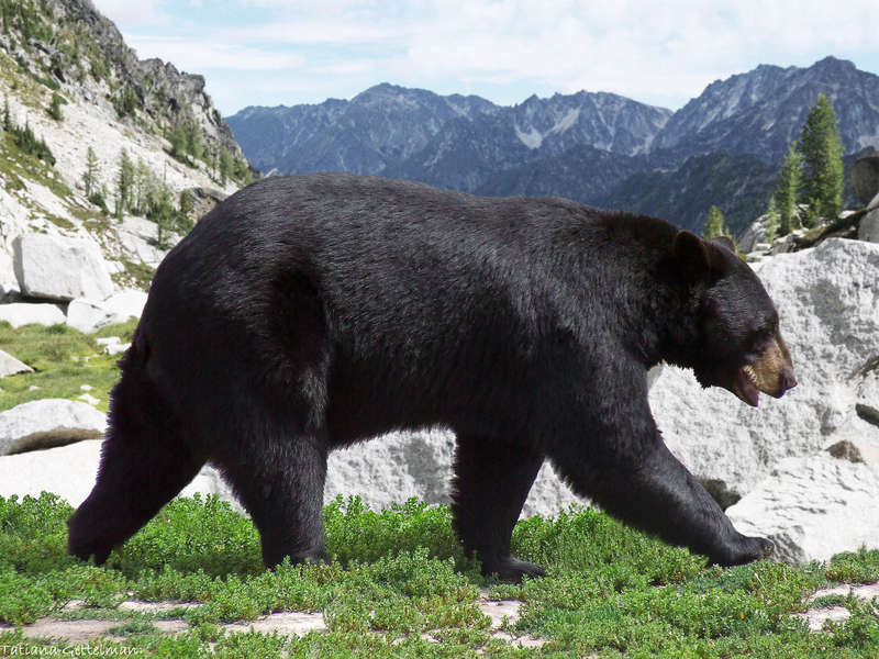 Black Bears Chase Down Yellowstone Tourists [Video] - Thrillist