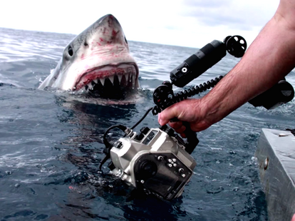 Dave Riggs Captures Terrifying Australian Great White Shark on Film ...