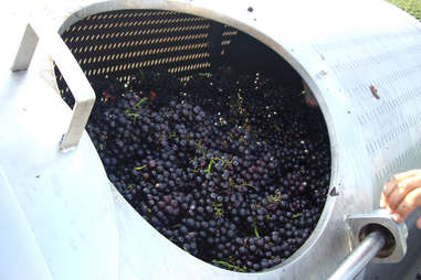 Vat full of grapes