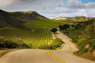 Road winding through vineyards