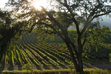 Sun over vineyards