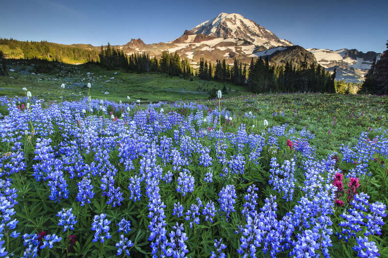 a wildflower field near a mountain