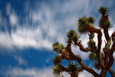 Joshua Tree Nat'l Park