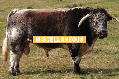Cow