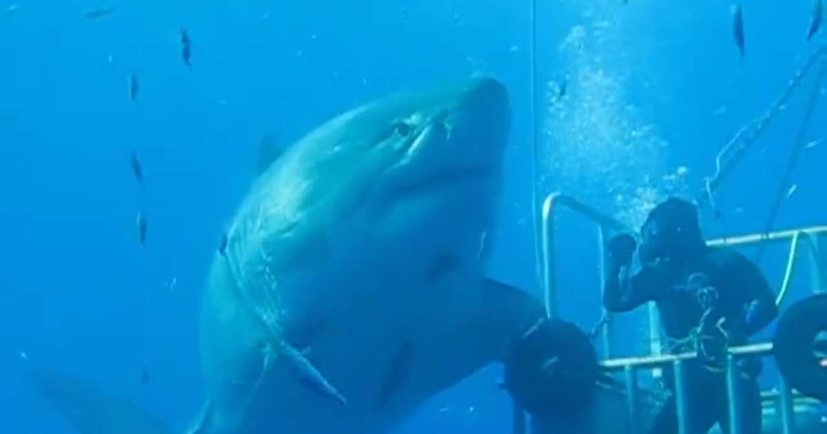 deep blue shark mexico