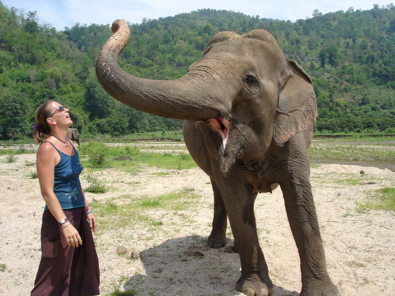Most Expensive Coffee Black Ivory Coffee Made From Elephant Dung