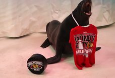 Watch Animals Celebrate the Blackhawks Victory Just Like Humans