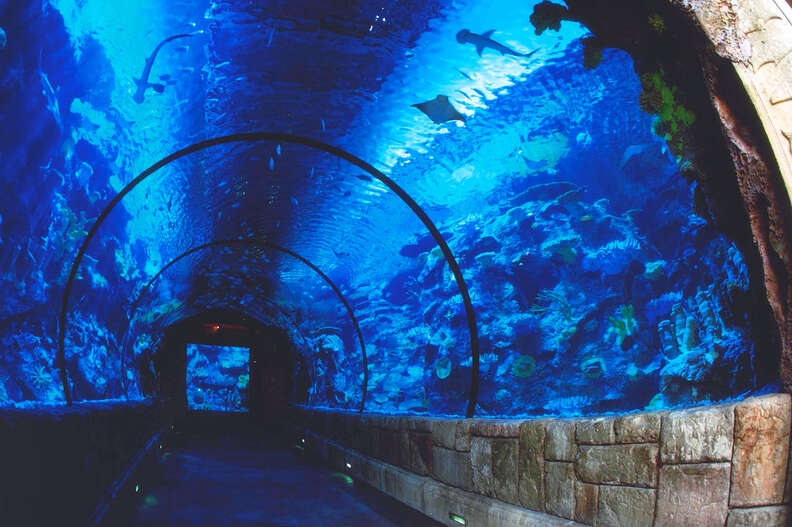 Shark Reef Aquarium