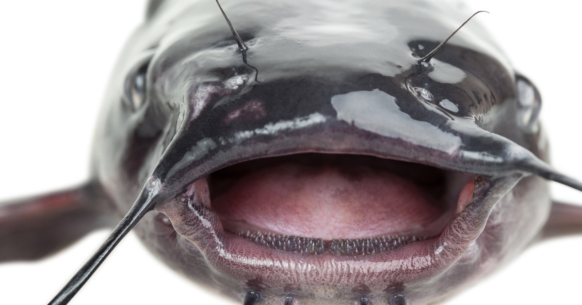 Loch Ness Monster Is a Catfish, Expert Steve Feltham Says Thrillist