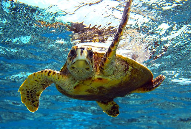 Best Snorkeling Destinations in Florida, Hawaii 