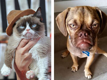 Could this grouchy Instagram star be the next Grumpy Cat?