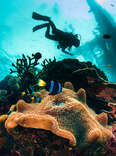 The 12 Best Dive Spots in Florida