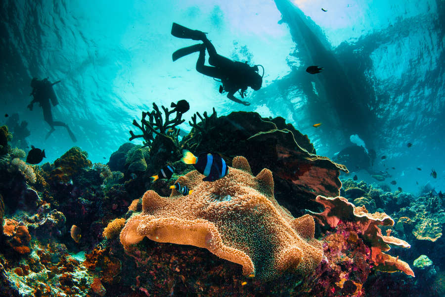 12 Best Places To Scuba Dive In Florida Key Largo Miami Fort Lauderdale Thrillist 2680