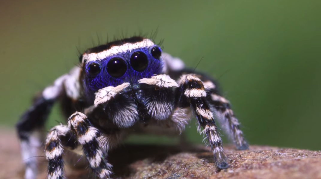 Cute Spider Performs Goofy Dance For a Girl Thrillist