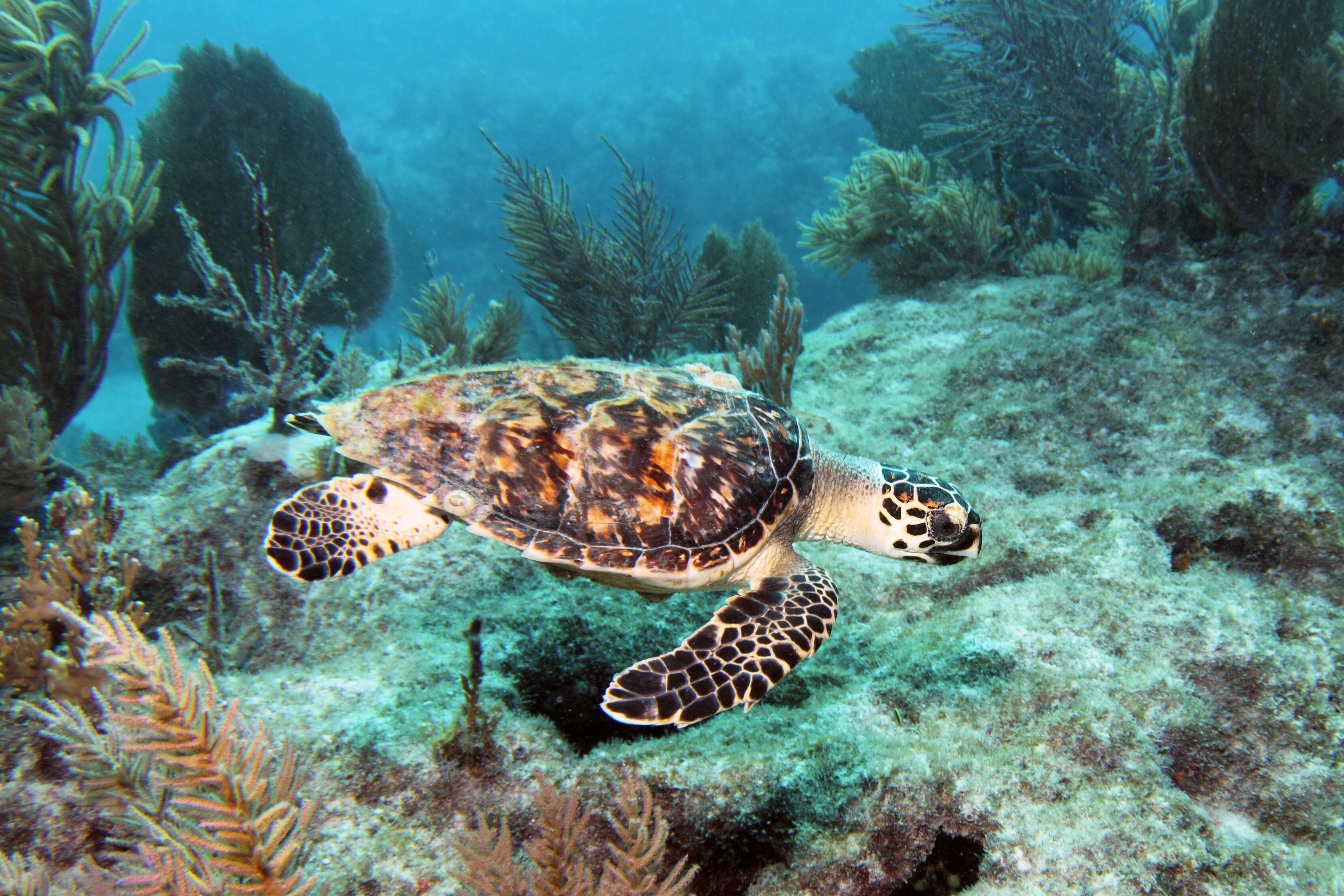 12 Best Places to Scuba Dive in Florida - Key Largo, Miami, Fort ...