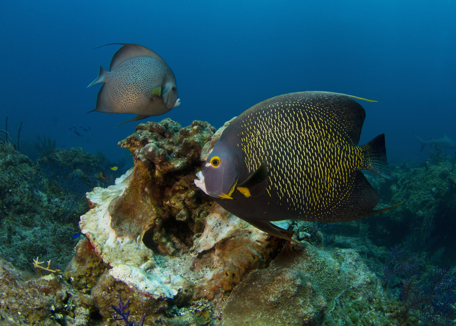 12 Best Places to Scuba Dive in Florida Key Largo, Miami, Fort
